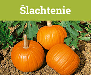 slachtenie